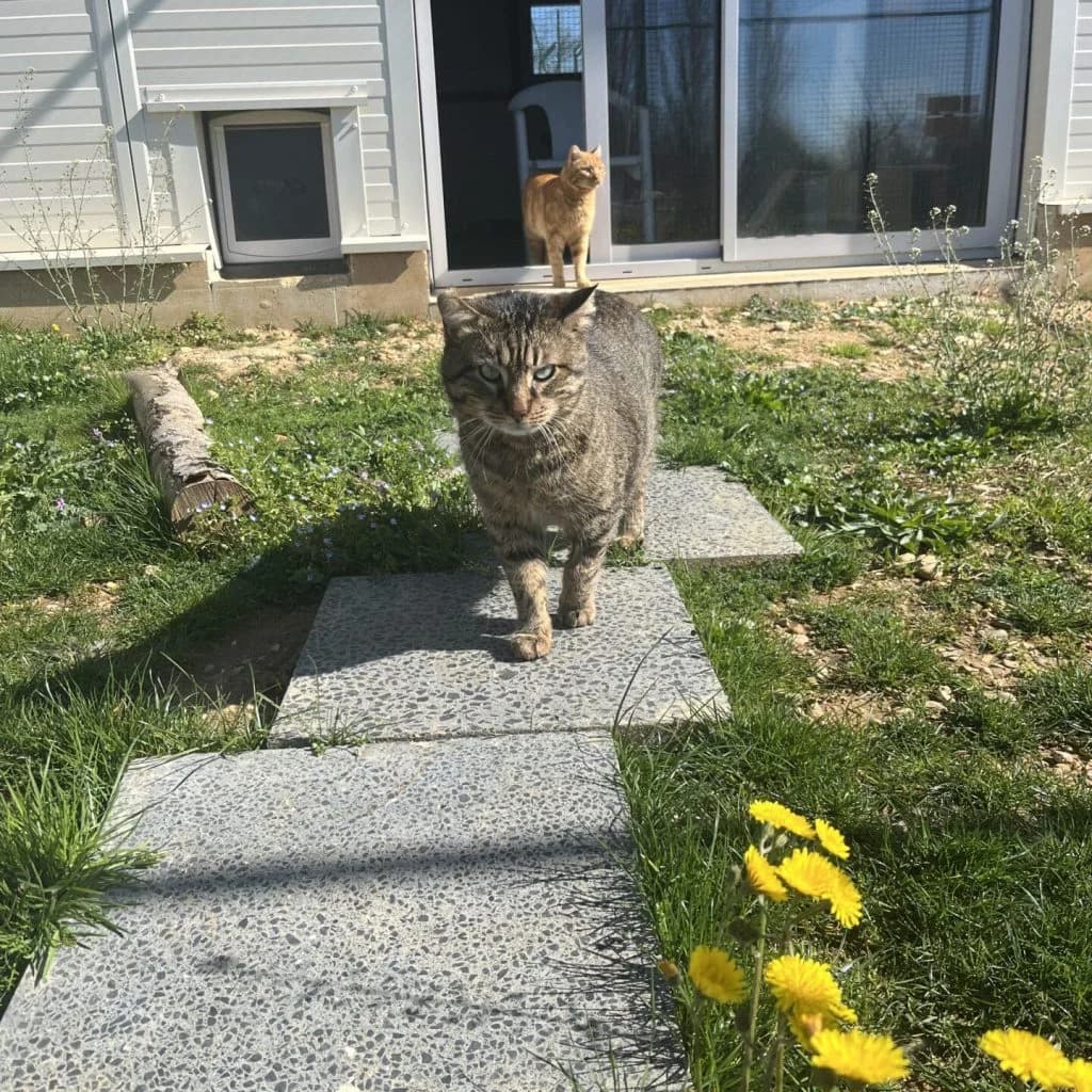CODY, male Mixed Breed for adoption at Refuge Saint Roch (Valence), Valence — photo 5 of 14