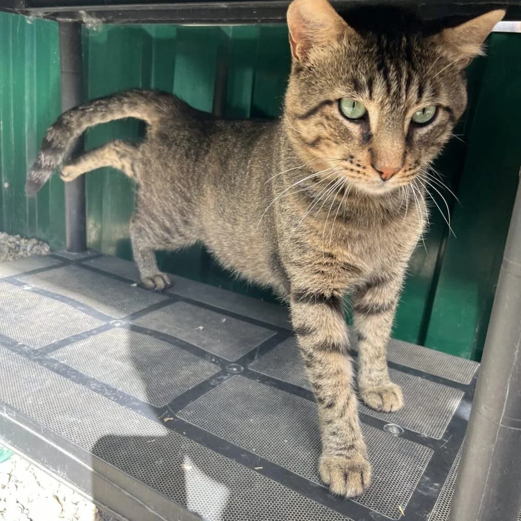CODY, male Mixed Breed for adoption at Refuge Saint Roch (Valence), Valence — photo 6 of 14