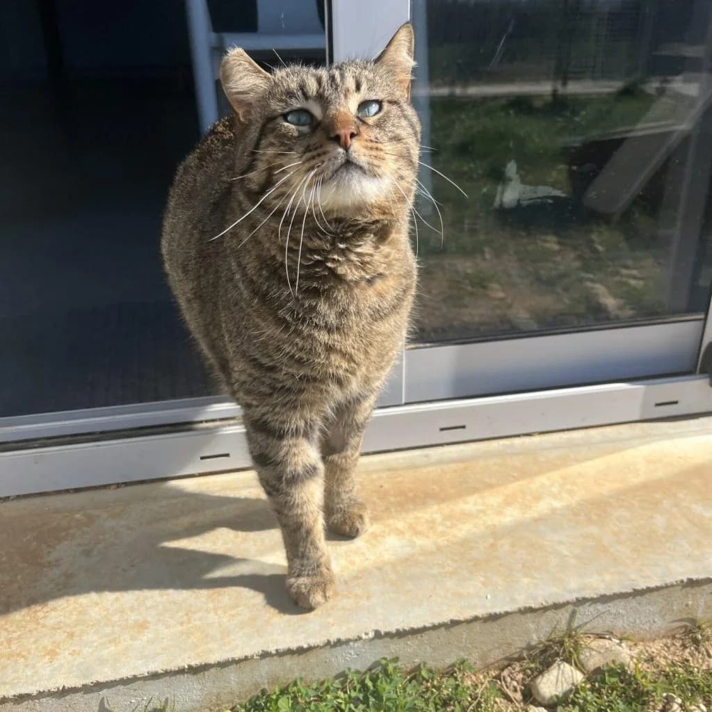 CODY, male Mixed Breed for adoption at Refuge Saint Roch (Valence), Valence — photo 7 of 14