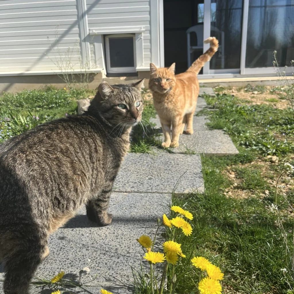 CODY, male Mixed Breed for adoption at Refuge Saint Roch (Valence), Valence — photo 8 of 14