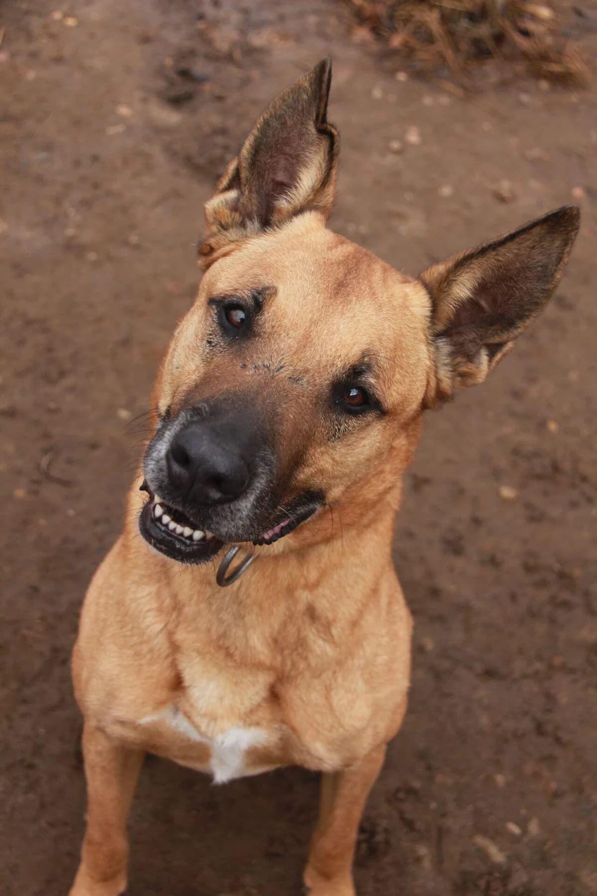 PEPS, male Belgian Malinois for adoption at Refuge Saint Roch (Valence), Valence