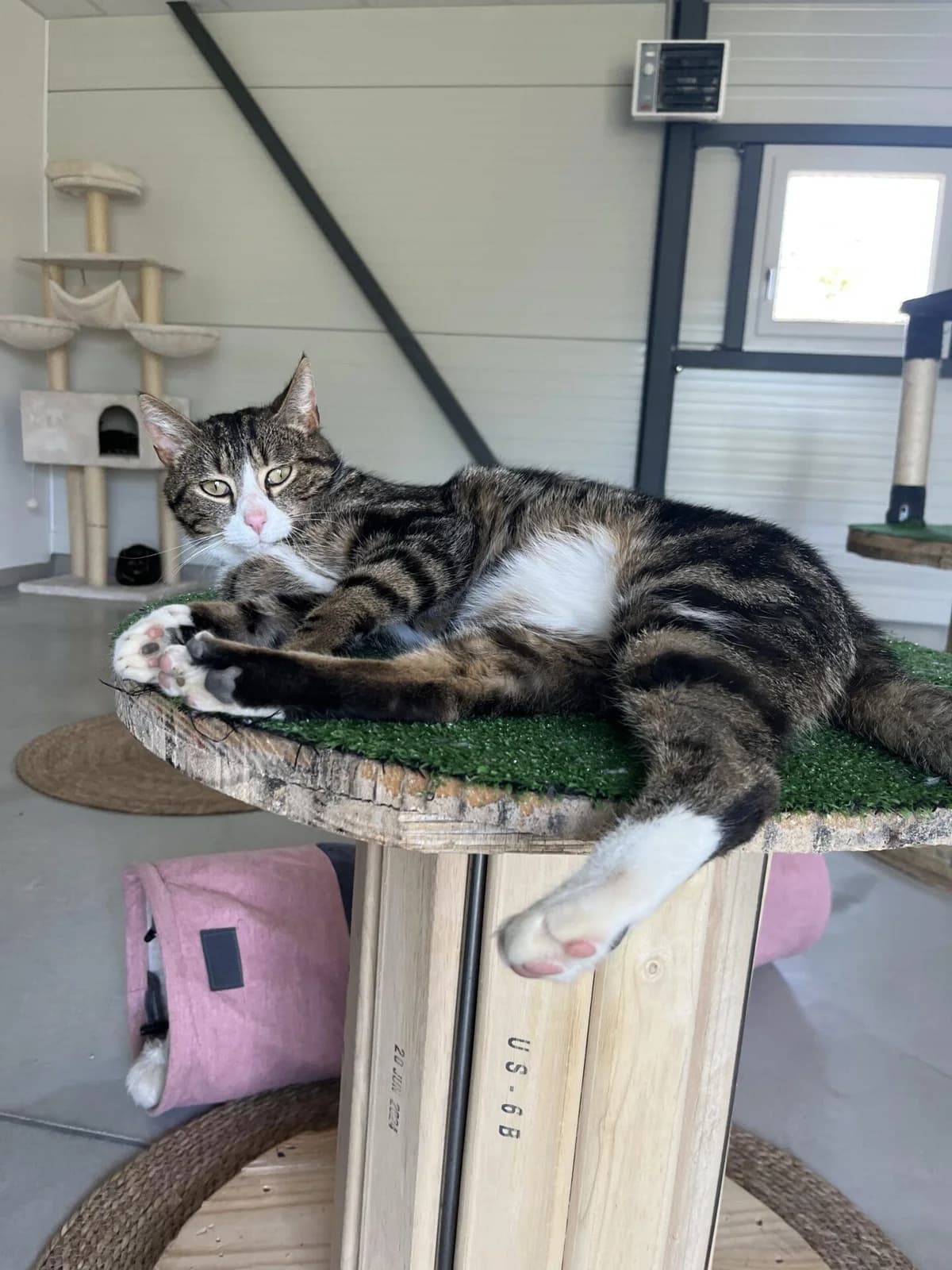 LENNON, male Mixed Breed for adoption at Refuge Saint Roch (Valence), Valence