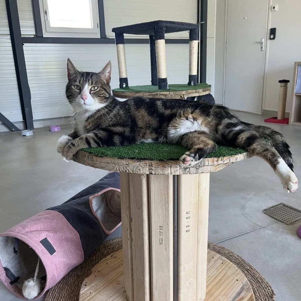 LENNON, male Mixed Breed for adoption at Refuge Saint Roch (Valence), Valence — photo 2 of 13