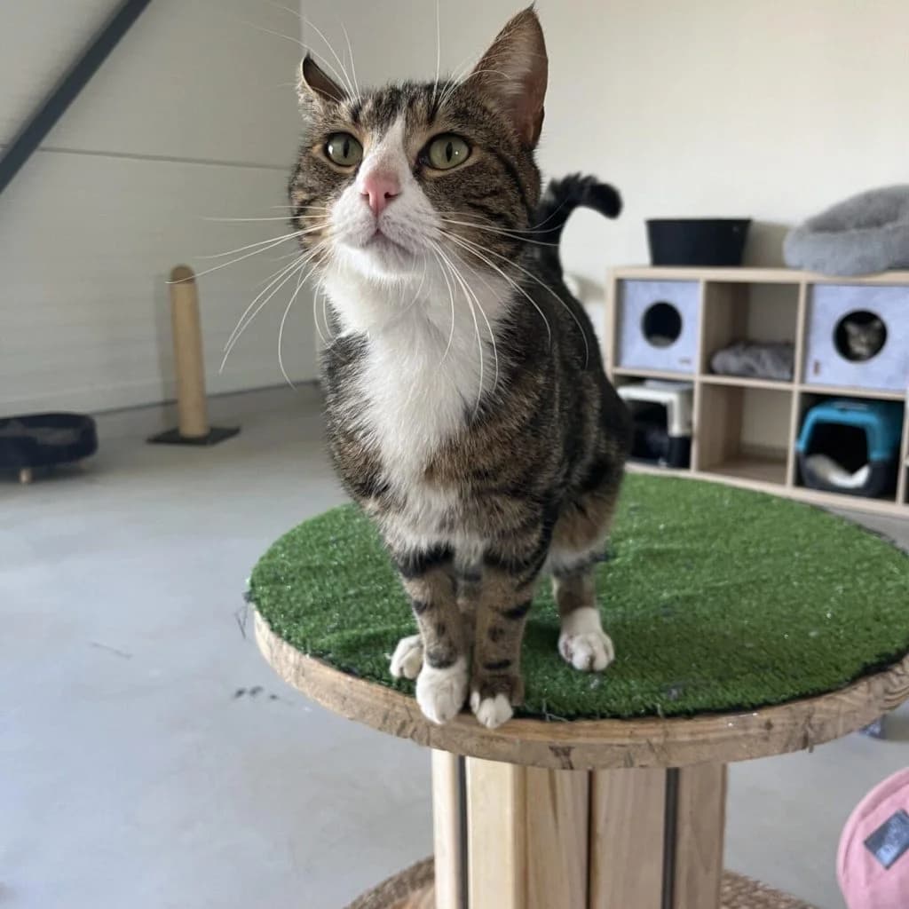 LENNON, male Mixed Breed for adoption at Refuge Saint Roch (Valence), Valence — photo 3 of 13