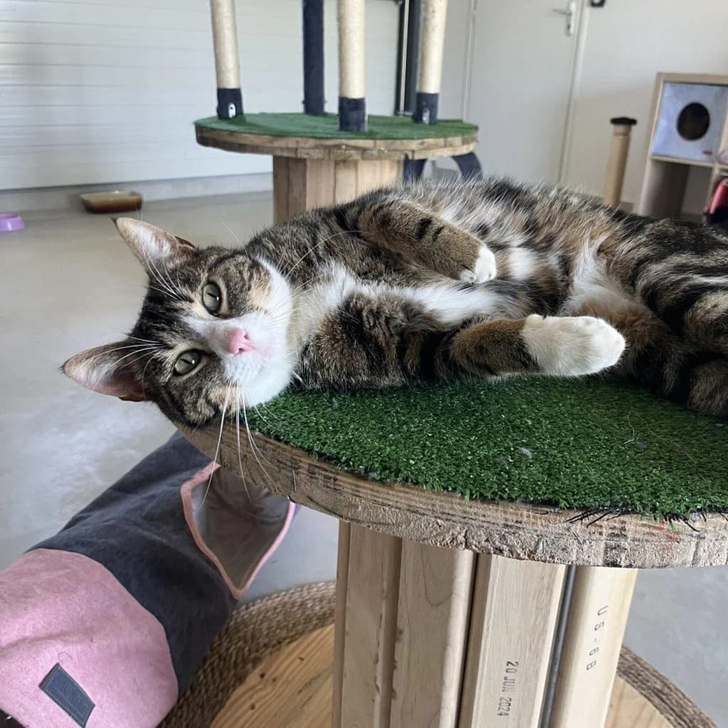 LENNON, male Mixed Breed for adoption at Refuge Saint Roch (Valence), Valence — photo 4 of 13