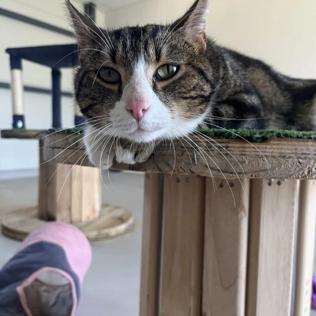 LENNON, male Mixed Breed for adoption at Refuge Saint Roch (Valence), Valence — photo 5 of 13