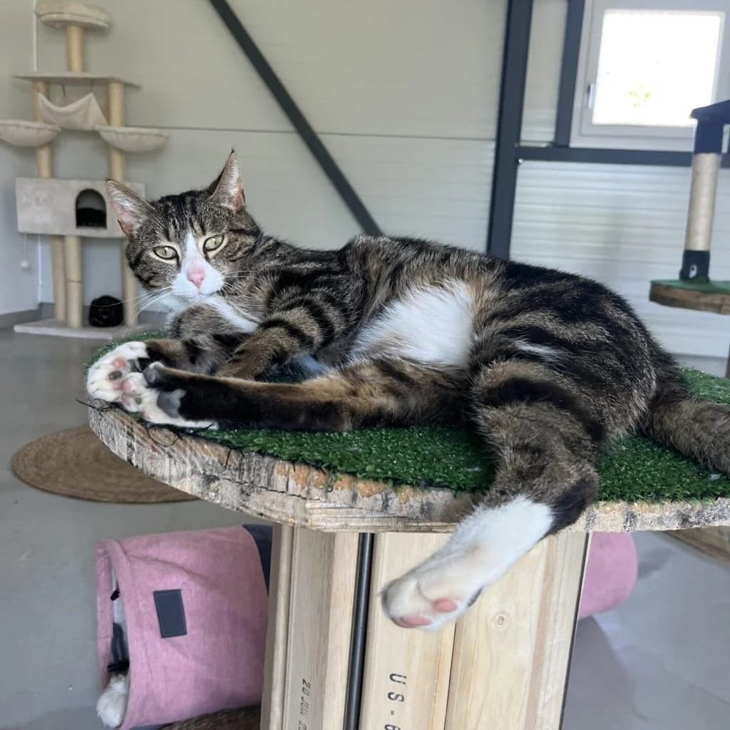 LENNON, male Mixed Breed for adoption at Refuge Saint Roch (Valence), Valence — photo 6 of 13