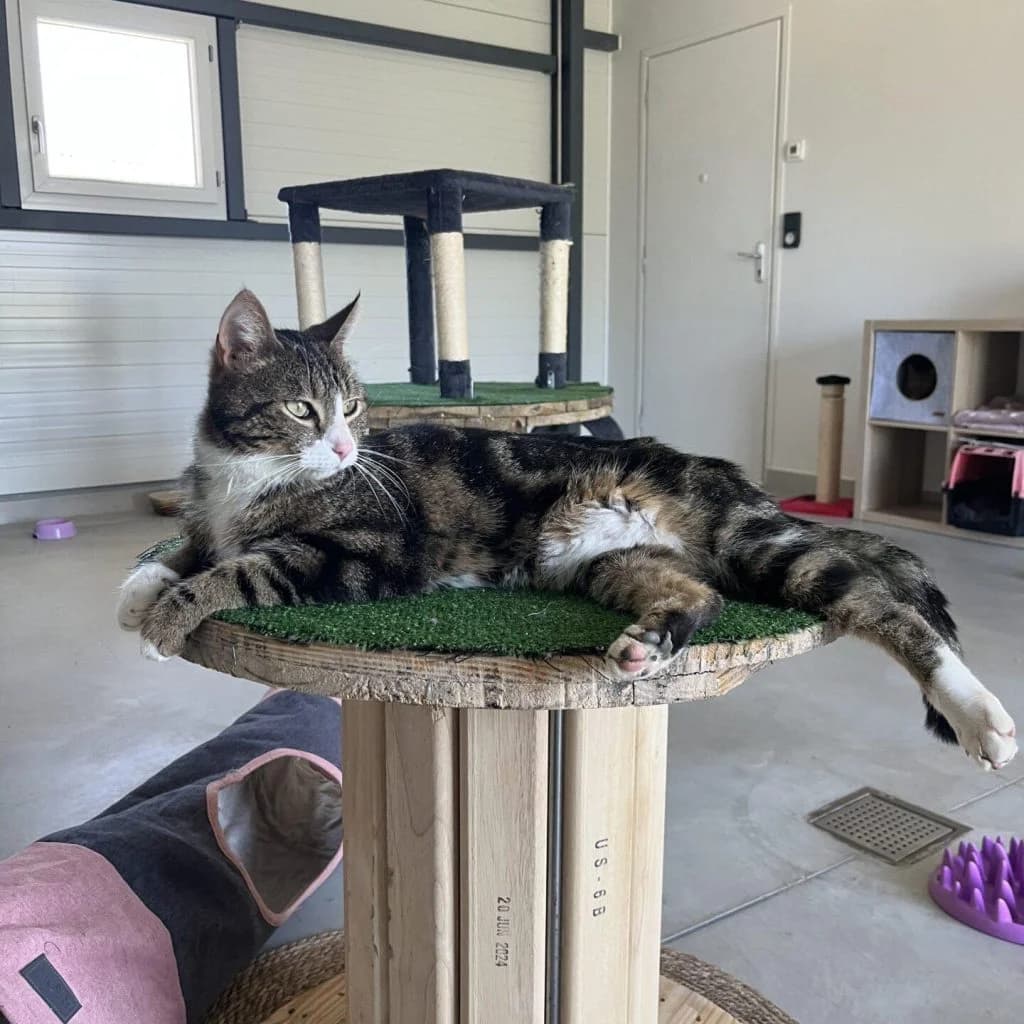 LENNON, male Mixed Breed for adoption at Refuge Saint Roch (Valence), Valence — photo 7 of 13