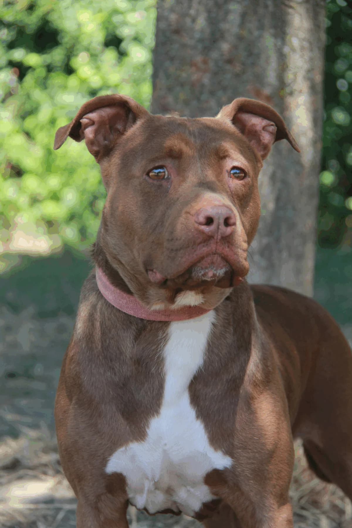 MONA, female mixed breed for adoption at Refuge Saint Roch (Valence), Valence