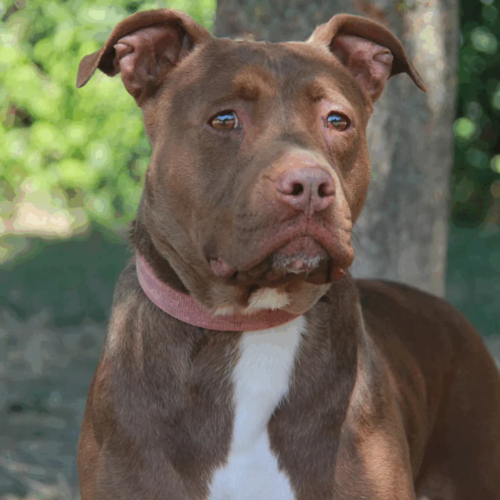 MONA, female mixed breed for adoption at Refuge Saint Roch (Valence), Valence — photo 2 of 11