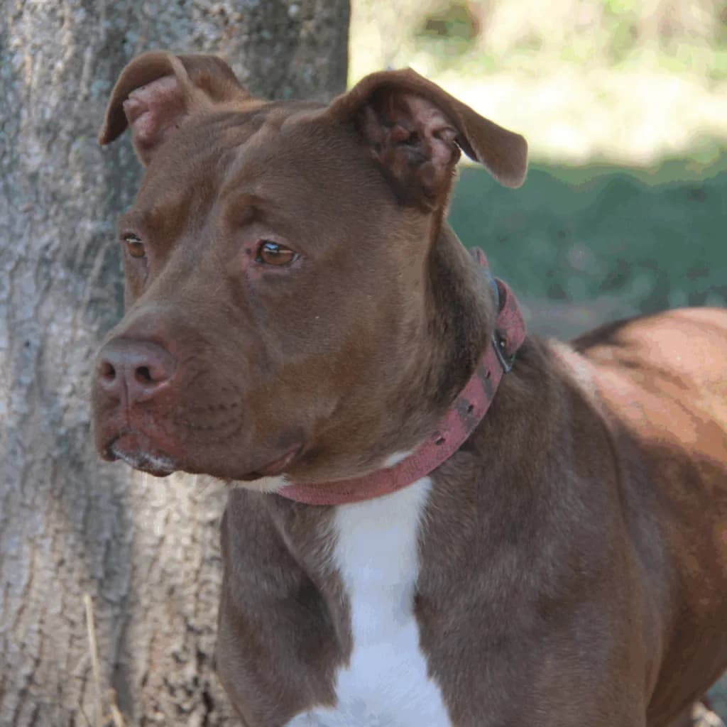 MONA, female mixed breed for adoption at Refuge Saint Roch (Valence), Valence — photo 3 of 11