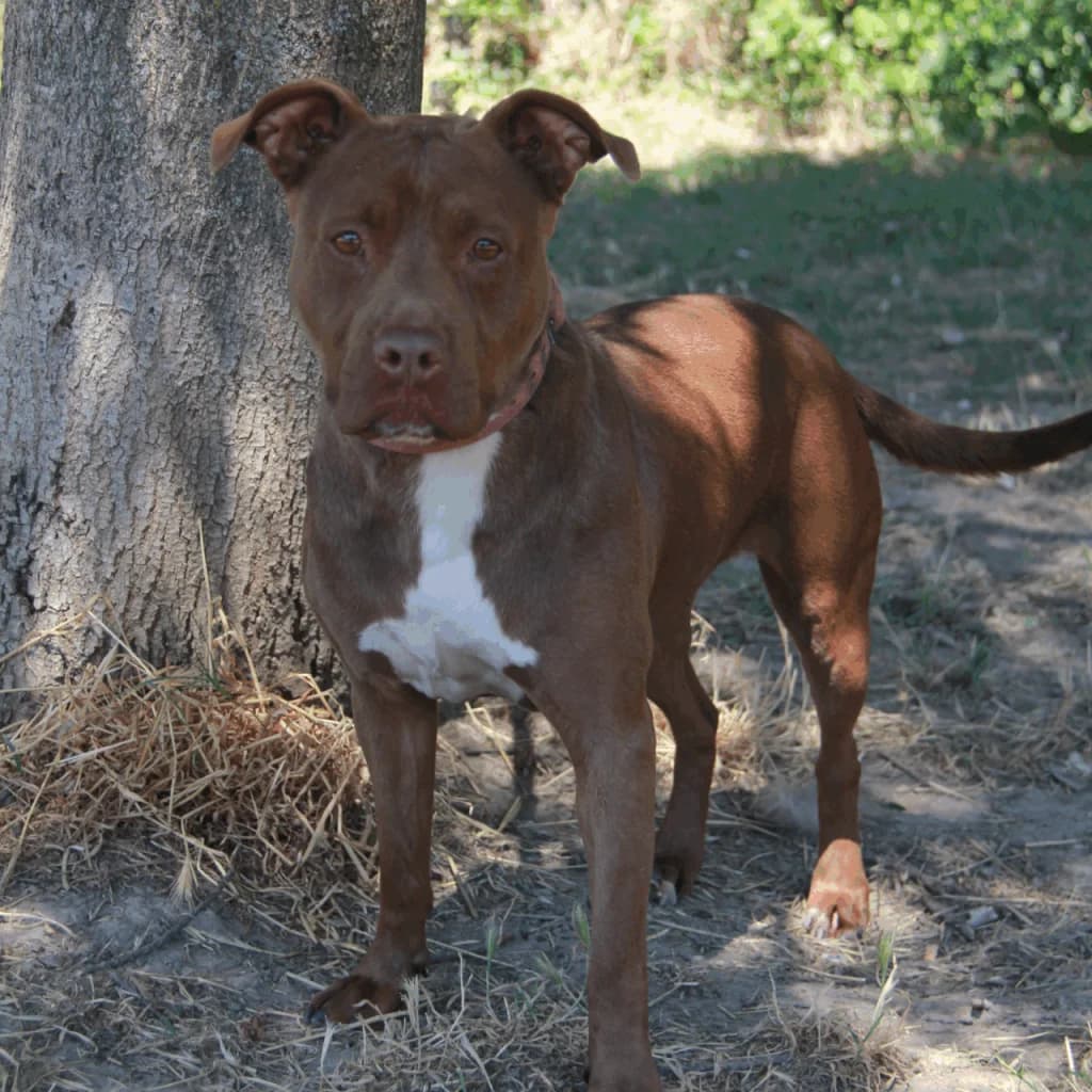 MONA, female mixed breed for adoption at Refuge Saint Roch (Valence), Valence — photo 4 of 11