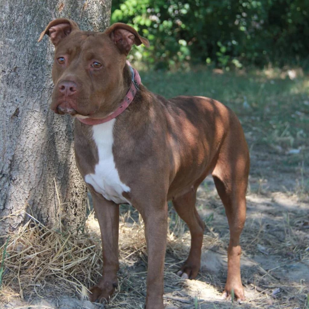 MONA, female mixed breed for adoption at Refuge Saint Roch (Valence), Valence — photo 5 of 11