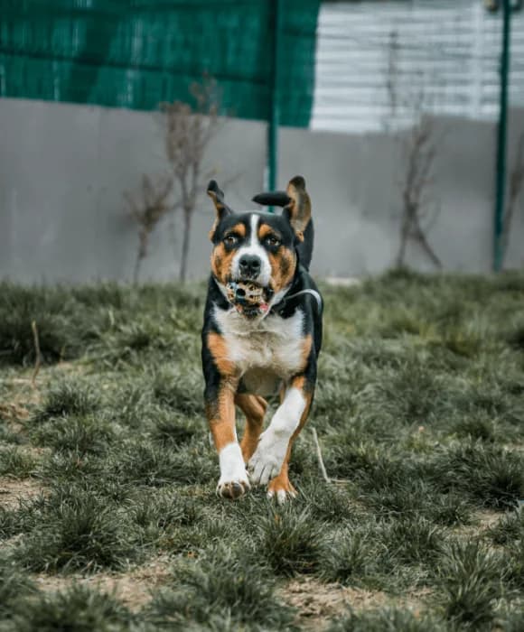 MONA, female mixed breed for adoption at Refuge Saint Roch (Valence), Valence — photo 8 of 11