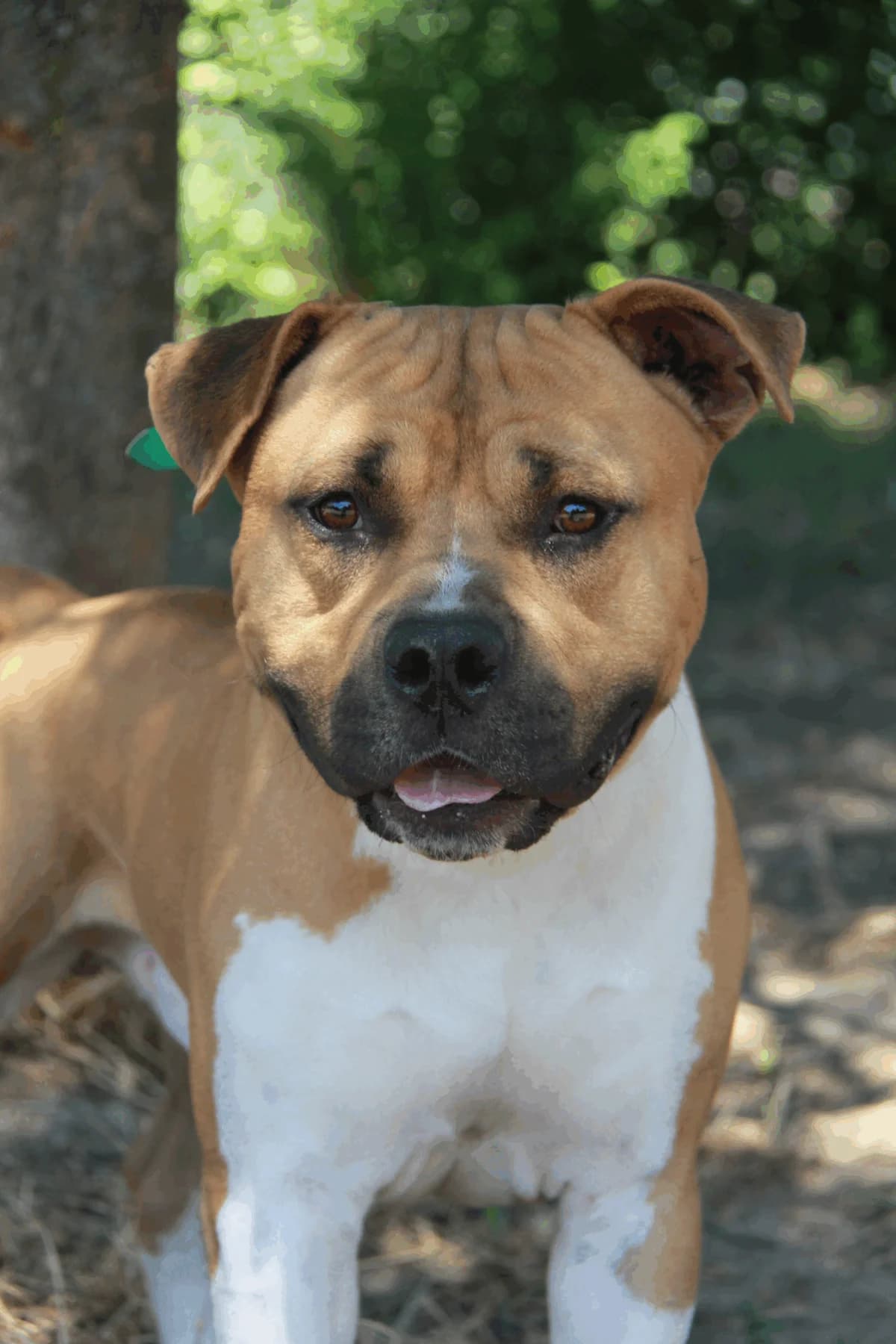 ROCKY, male mixed breed for adoption at Refuge Saint Roch (Valence), Valence