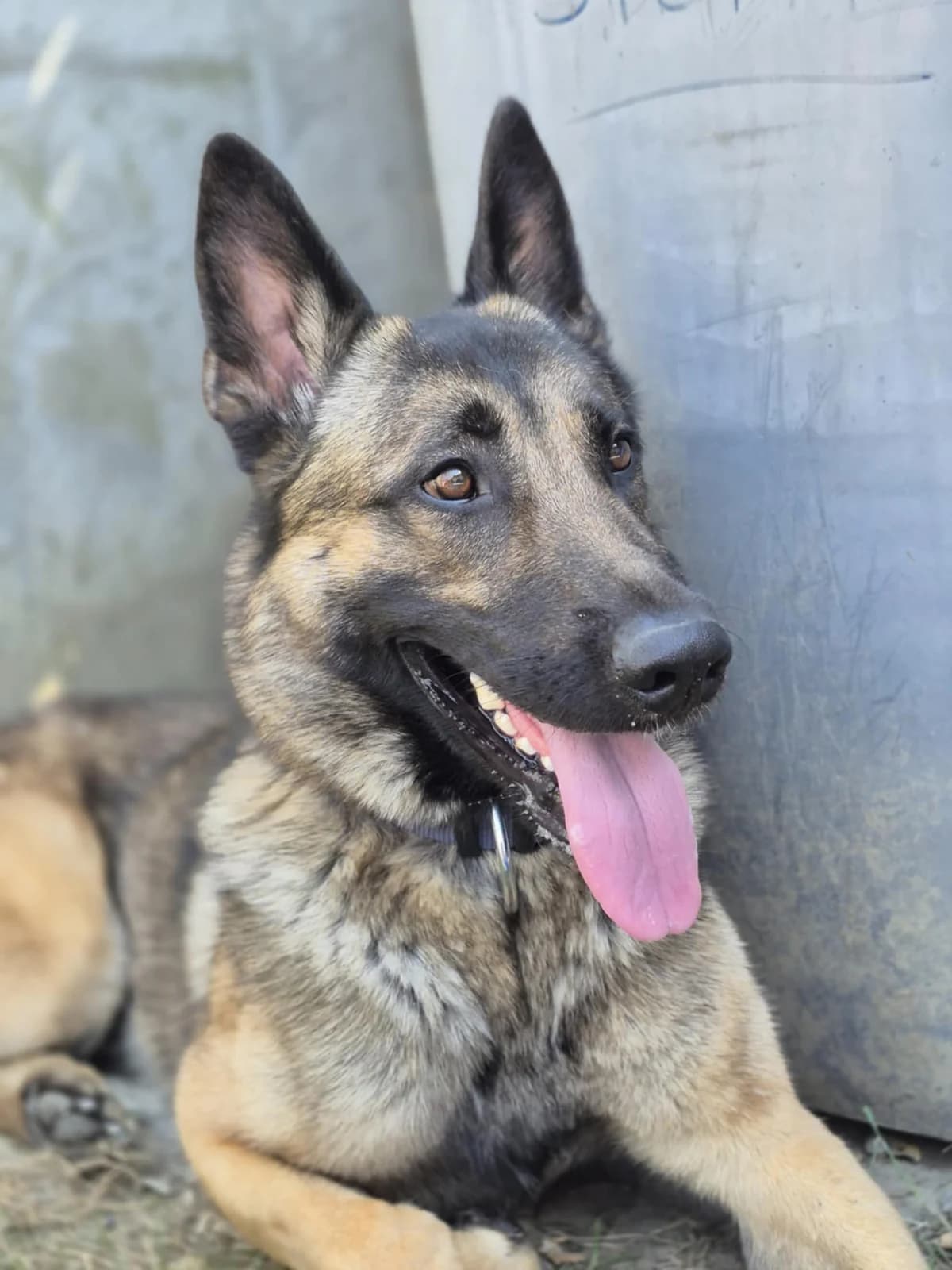 TAÏRO, male Belgian Malinois for adoption at Refuge Saint Roch (Valence), Valence