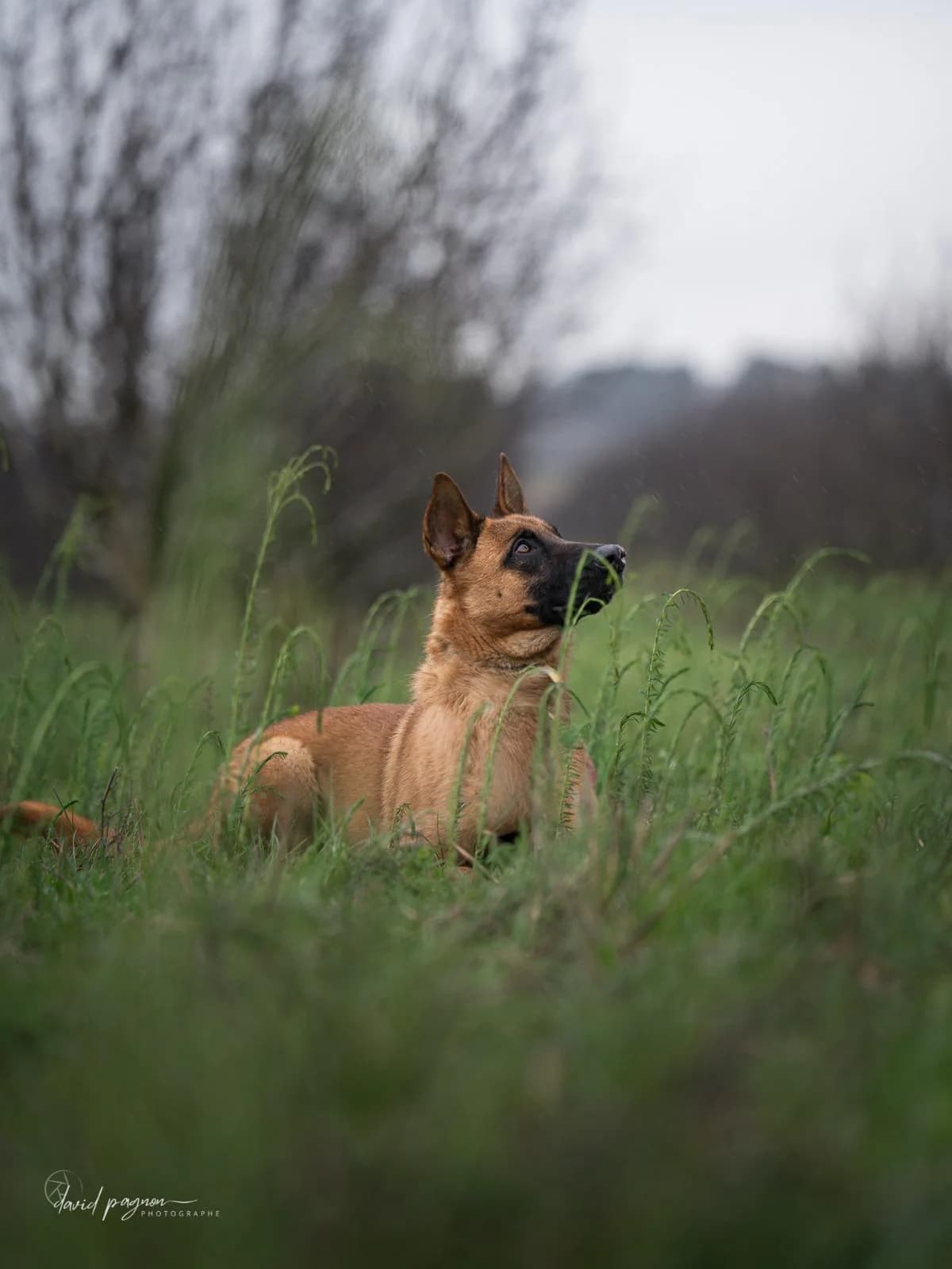 BRUME, female Belgian Malinois for adoption at Refuge Saint Roch (Valence), Valence