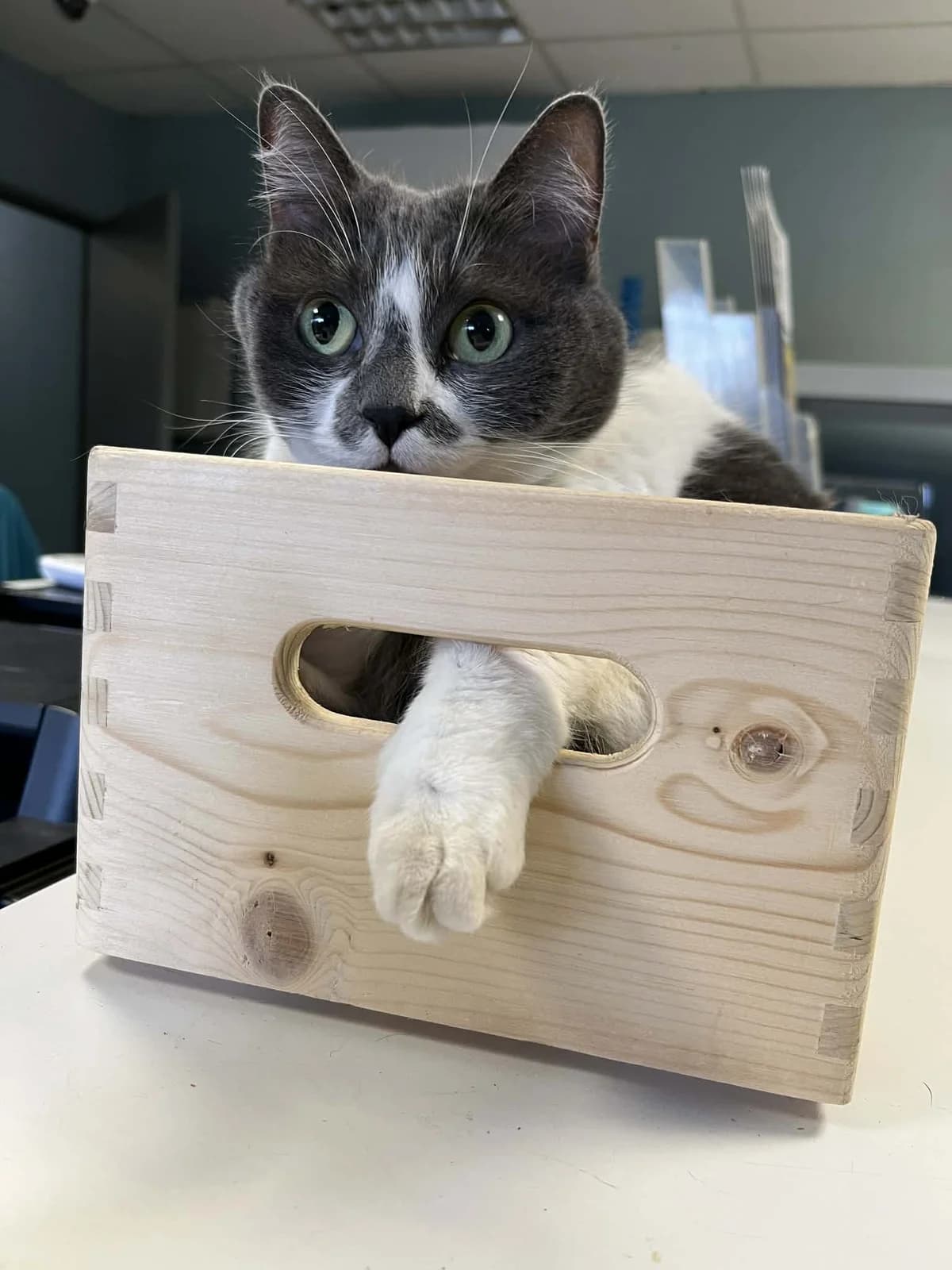 COLEEN, female Mixed Breed for adoption at Refuge Saint Roch (Valence), Valence