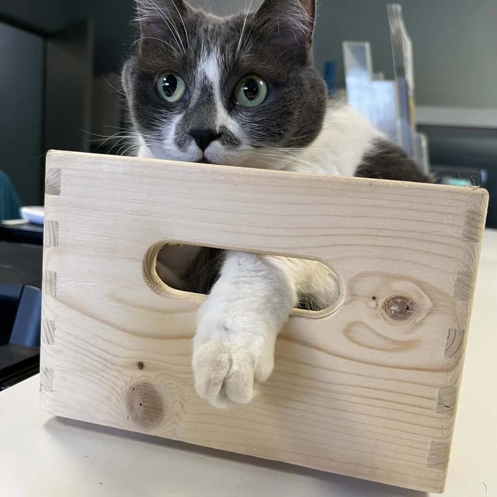 COLEEN, female Mixed Breed for adoption at Refuge Saint Roch (Valence), Valence — photo 2 of 11