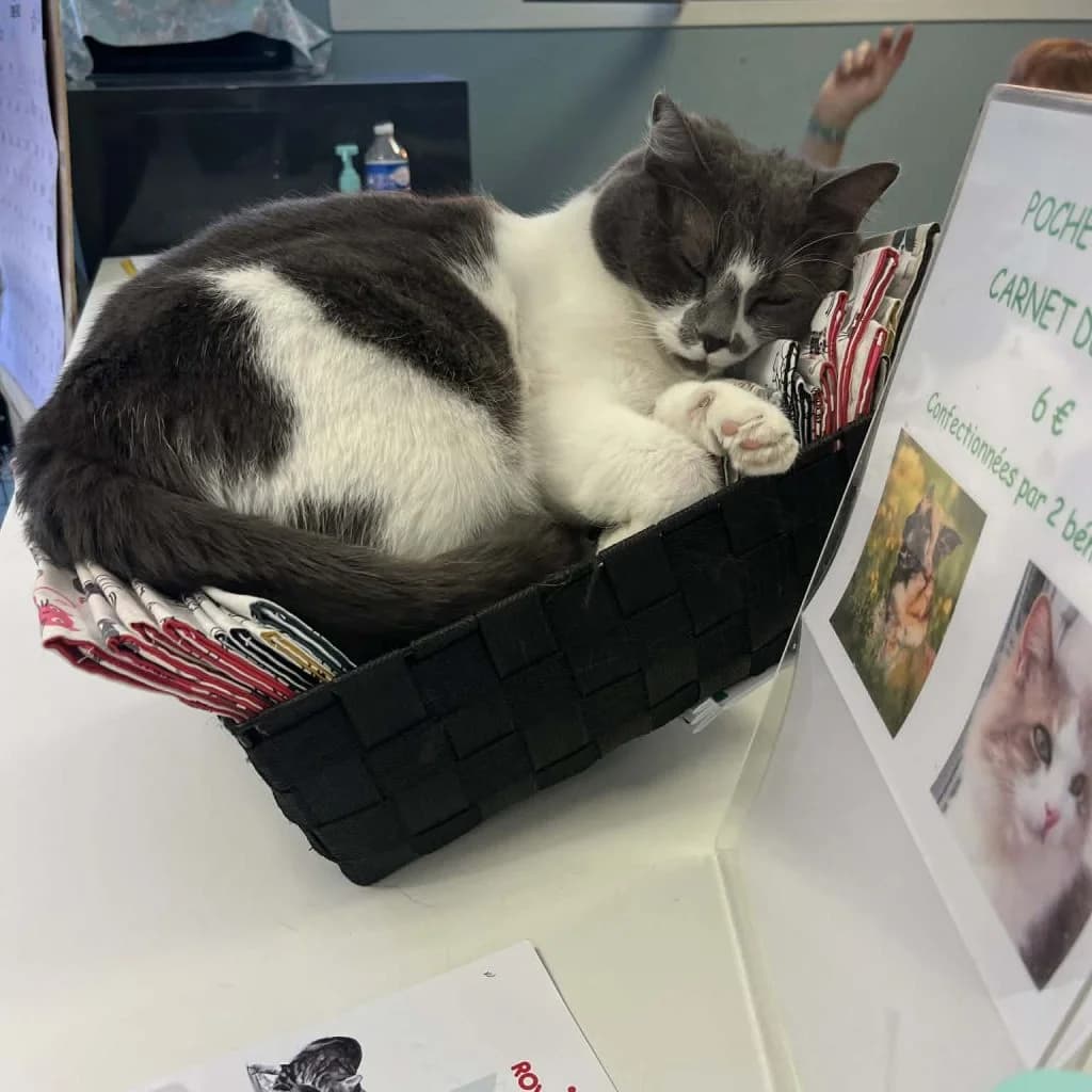 COLEEN, female Mixed Breed for adoption at Refuge Saint Roch (Valence), Valence — photo 3 of 11
