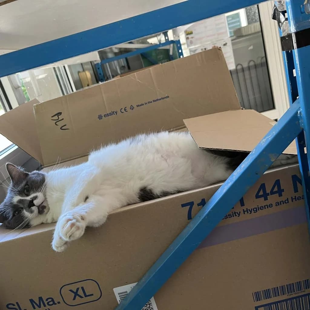 COLEEN, female Mixed Breed for adoption at Refuge Saint Roch (Valence), Valence — photo 4 of 11