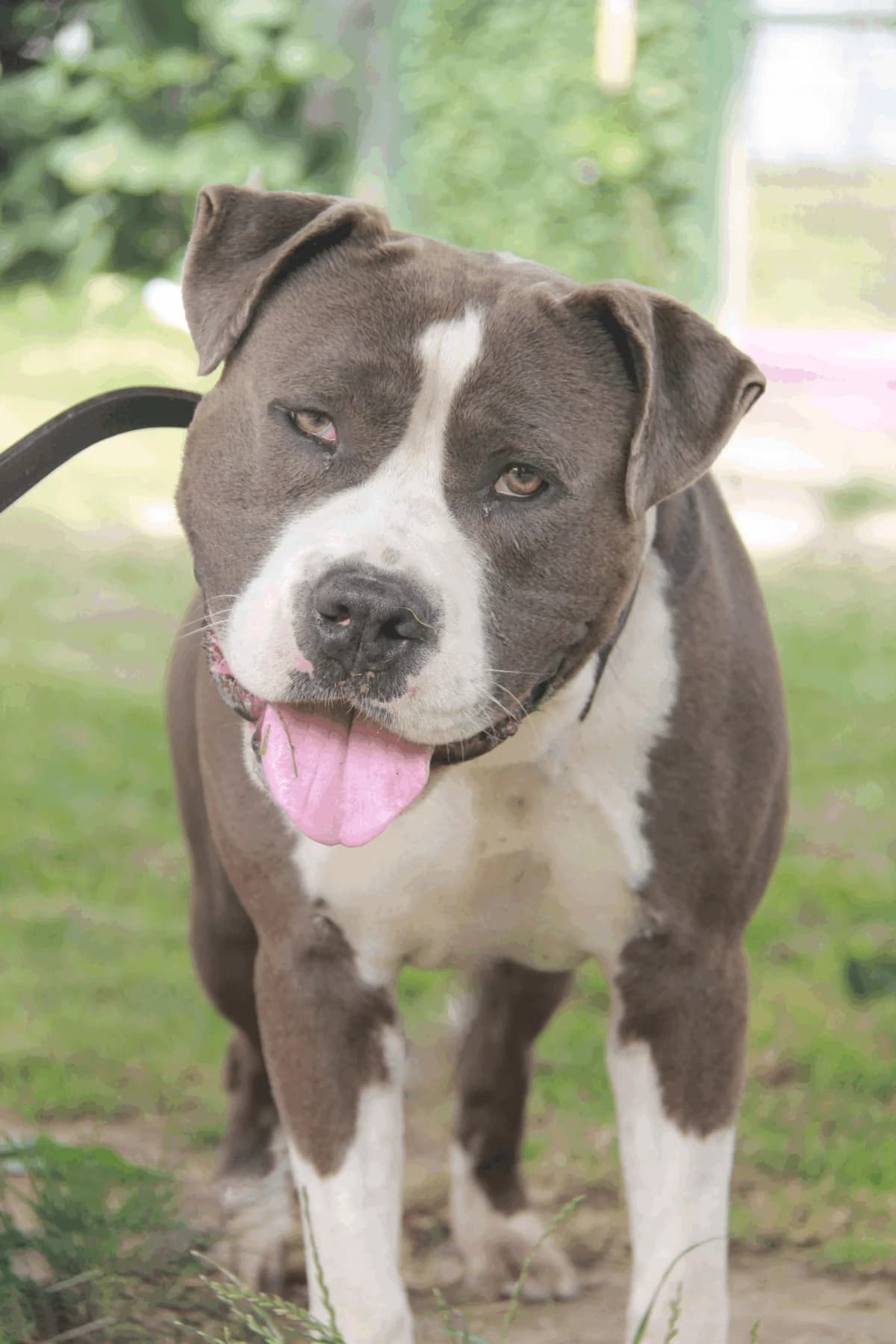 POUKO, male 5yo mixed breed for adoption at Refuge Saint Roch (Valence), Valence