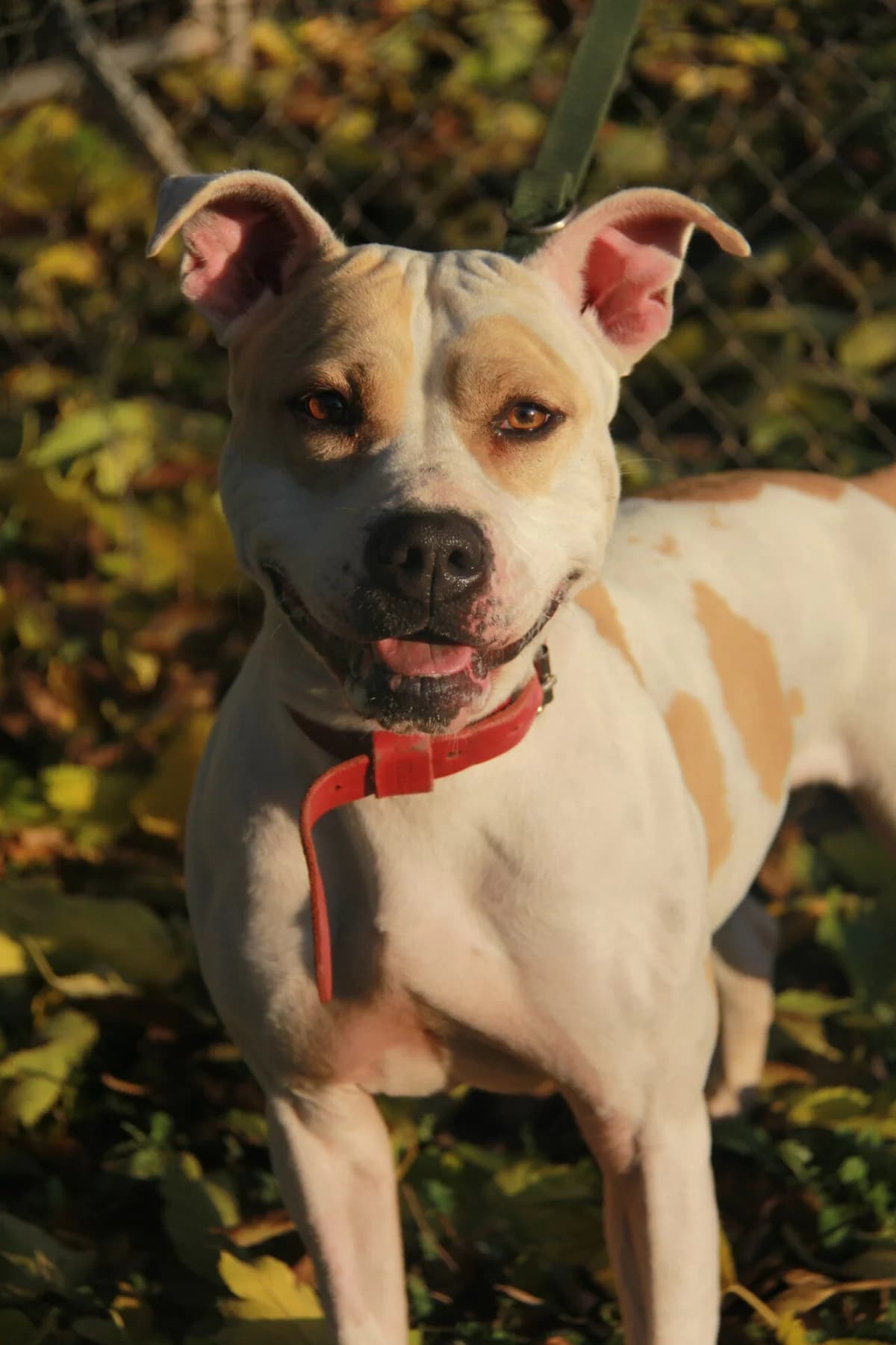 ETNA, female mixed breed for adoption at Refuge Saint Roch (Valence), Valence