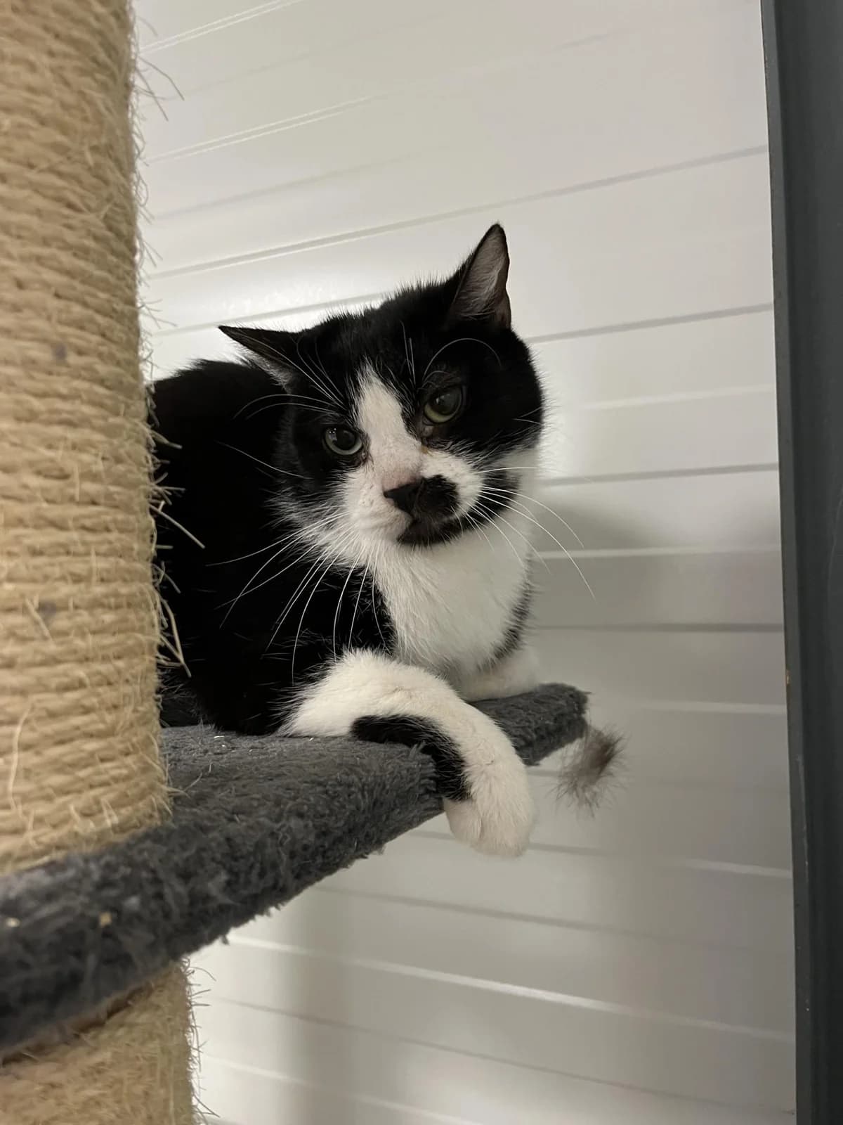 YUMBO, male Mixed Breed for adoption at Refuge Saint Roch (Valence), Valence