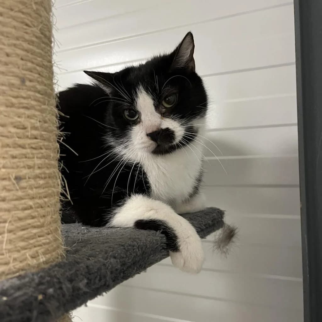 YUMBO, male Mixed Breed for adoption at Refuge Saint Roch (Valence), Valence — photo 2 of 10