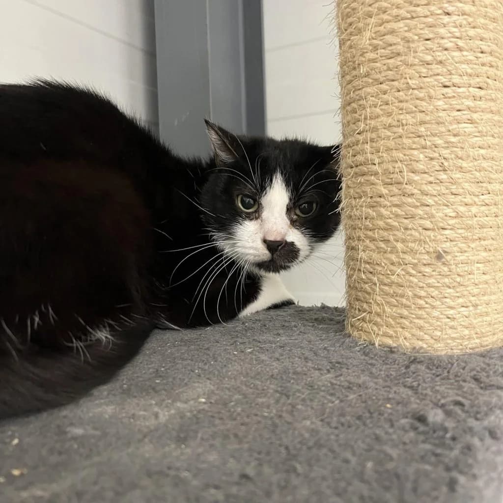 YUMBO, male Mixed Breed for adoption at Refuge Saint Roch (Valence), Valence — photo 3 of 10