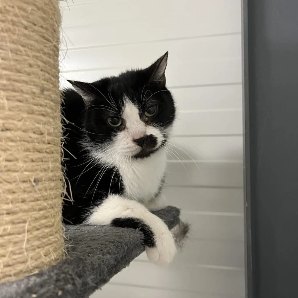 YUMBO, male Mixed Breed for adoption at Refuge Saint Roch (Valence), Valence — photo 4 of 10