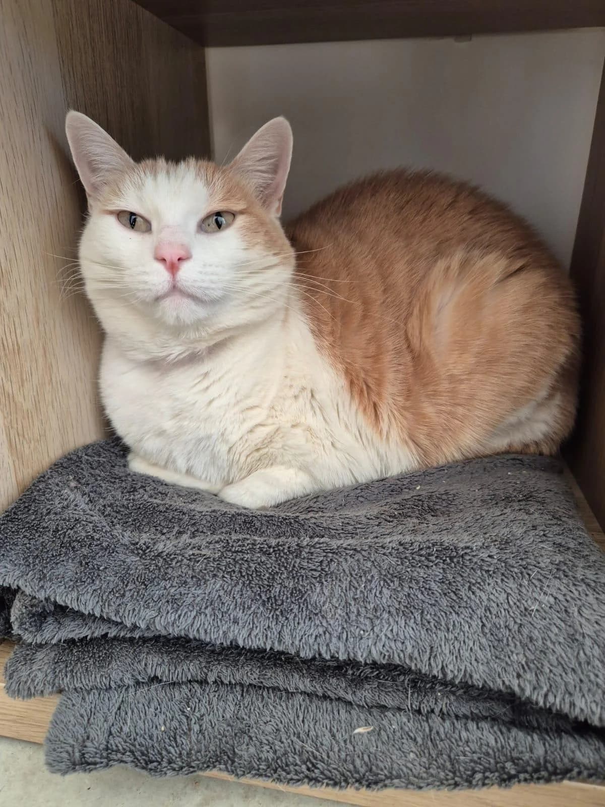 MEIKO, male Mixed Breed for adoption at Refuge Saint Roch (Valence), Valence