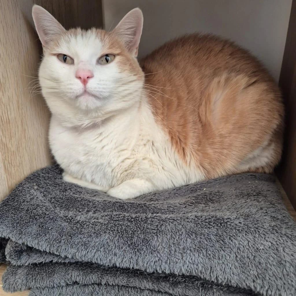 MEIKO, male Mixed Breed for adoption at Refuge Saint Roch (Valence), Valence — photo 2 of 10