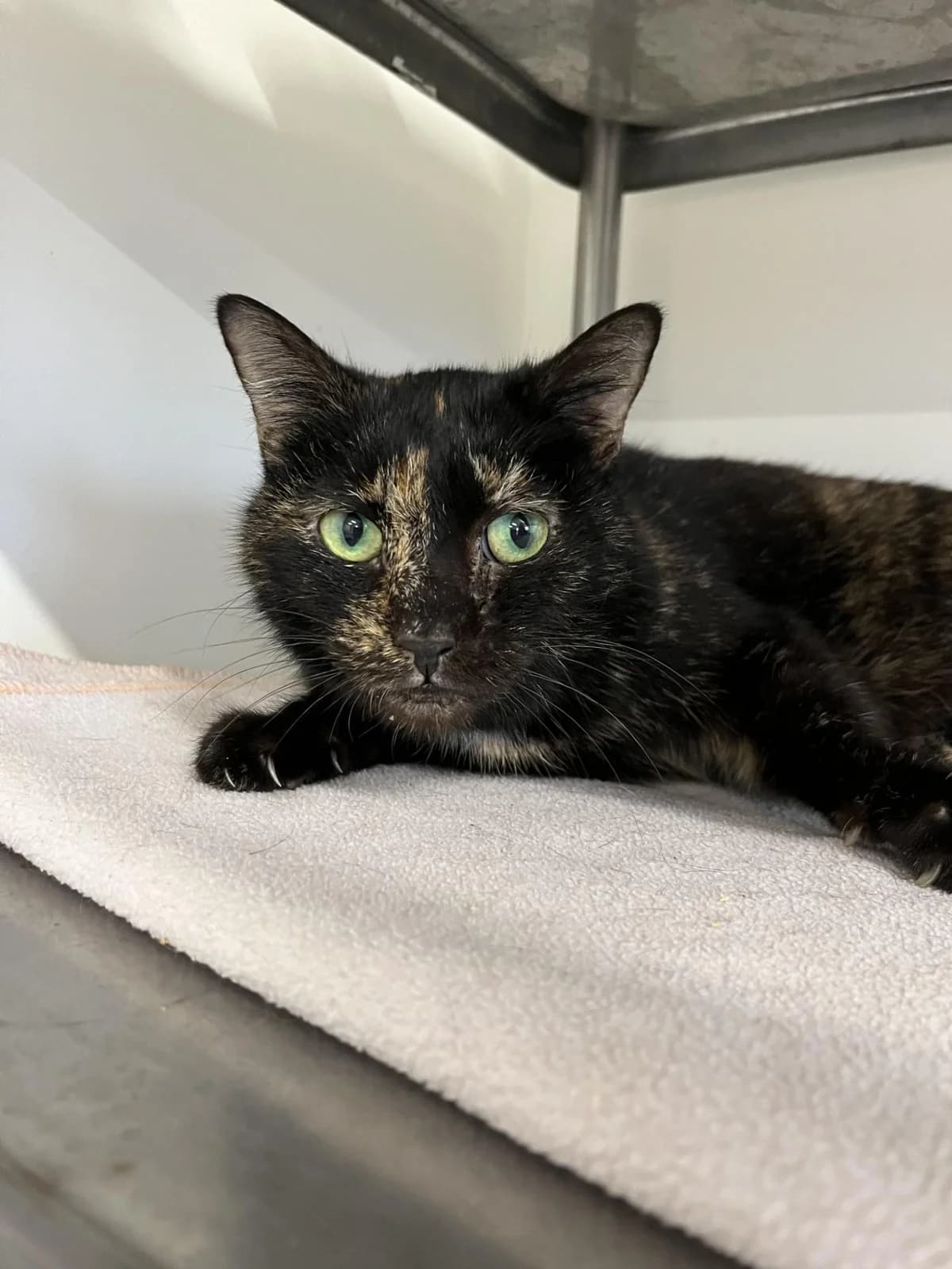 MOODY, female Mixed Breed for adoption at Refuge Saint Roch (Valence), Valence