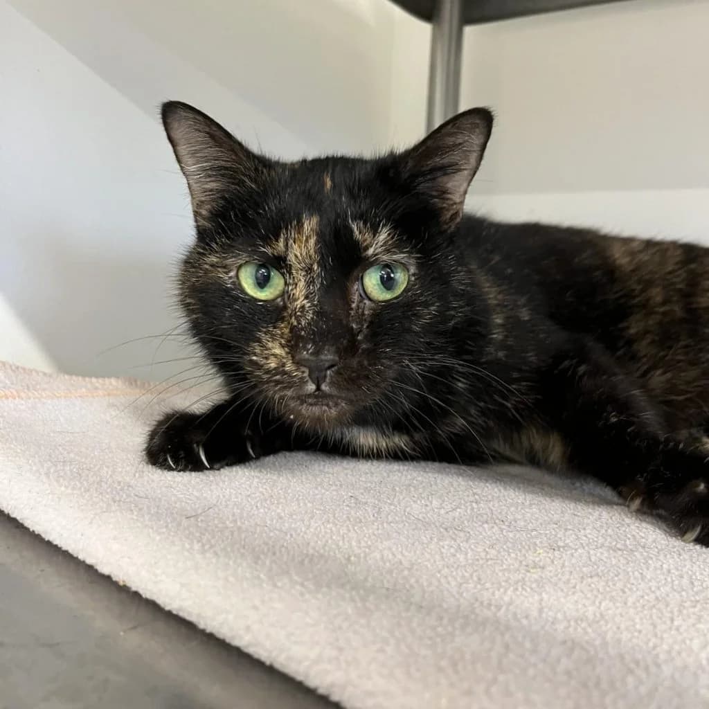 MOODY, female Mixed Breed for adoption at Refuge Saint Roch (Valence), Valence — photo 2 of 9