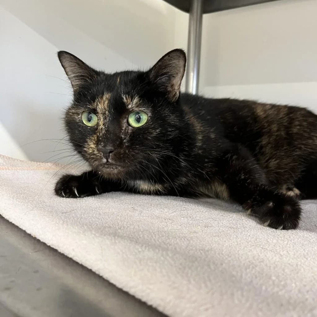 MOODY, female Mixed Breed for adoption at Refuge Saint Roch (Valence), Valence — photo 3 of 9