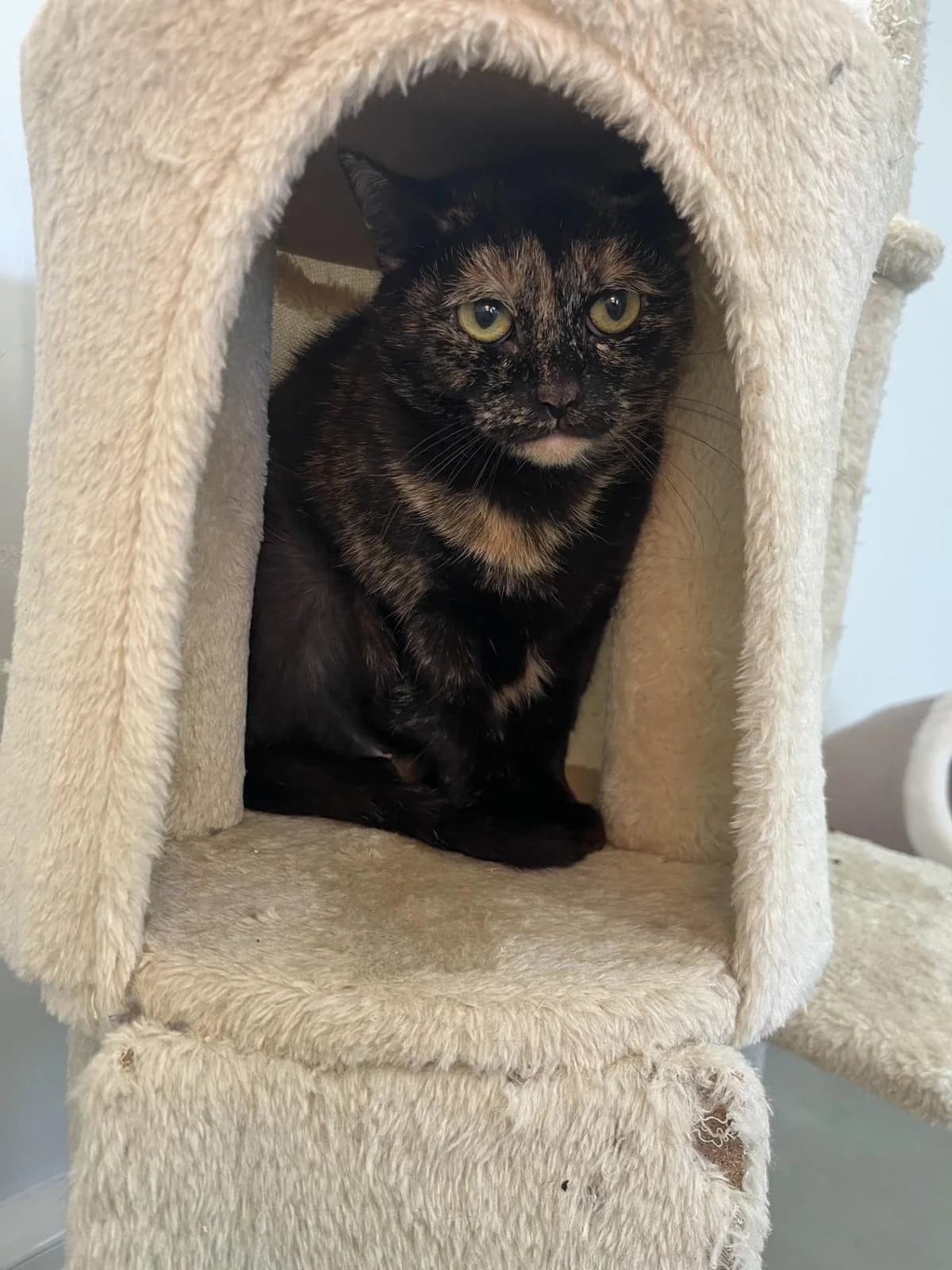 HERMEL, female Mixed Breed for adoption at Refuge Saint Roch (Valence), Valence