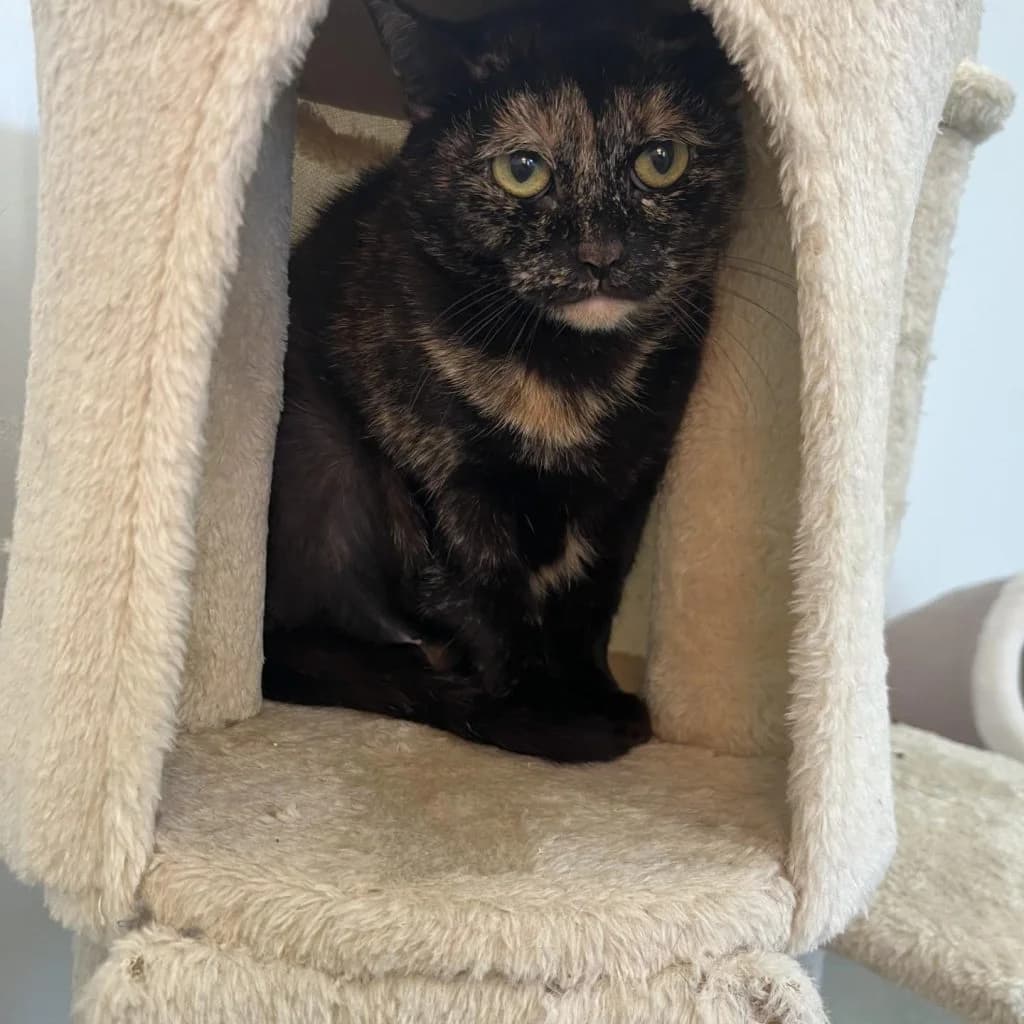 HERMEL, female Mixed Breed for adoption at Refuge Saint Roch (Valence), Valence — photo 2 of 8