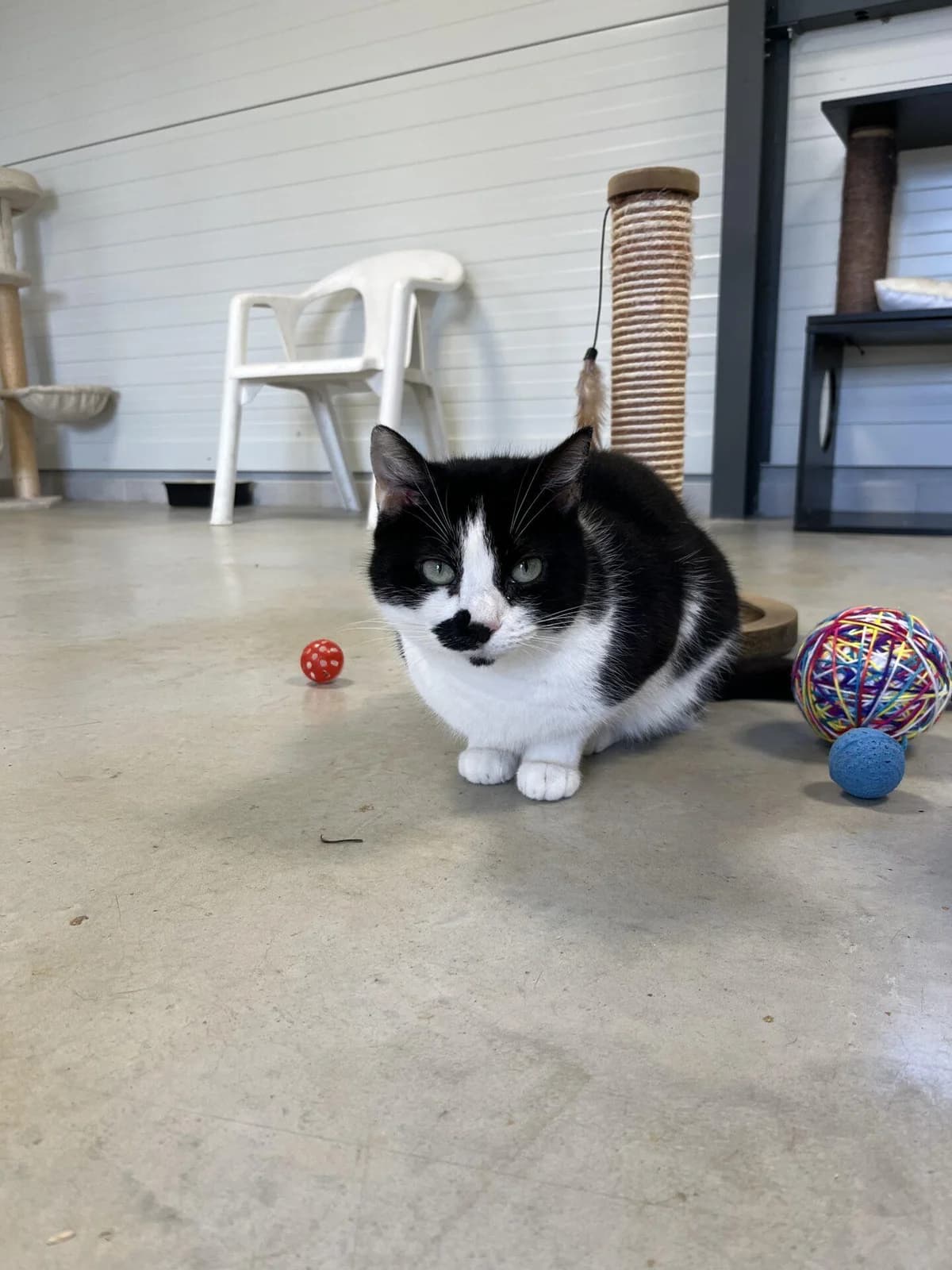 CELESTE, female Mixed Breed for adoption at Refuge Saint Roch (Valence), Valence
