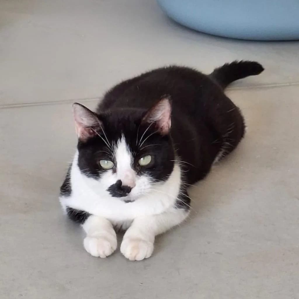 CELESTE, female Mixed Breed for adoption at Refuge Saint Roch (Valence), Valence — photo 2 of 11