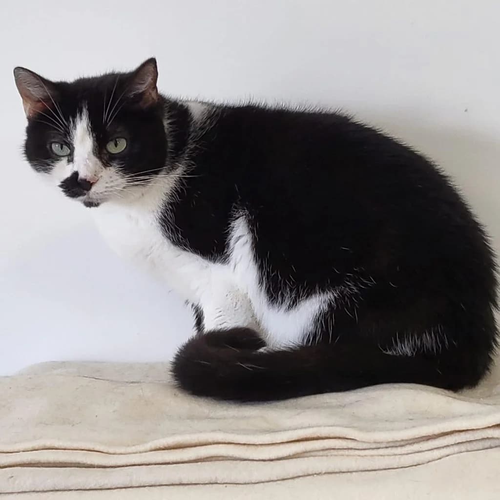 CELESTE, female Mixed Breed for adoption at Refuge Saint Roch (Valence), Valence — photo 3 of 11