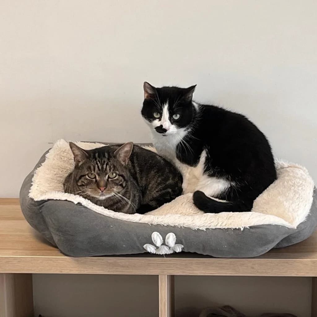 CELESTE, female Mixed Breed for adoption at Refuge Saint Roch (Valence), Valence — photo 4 of 11