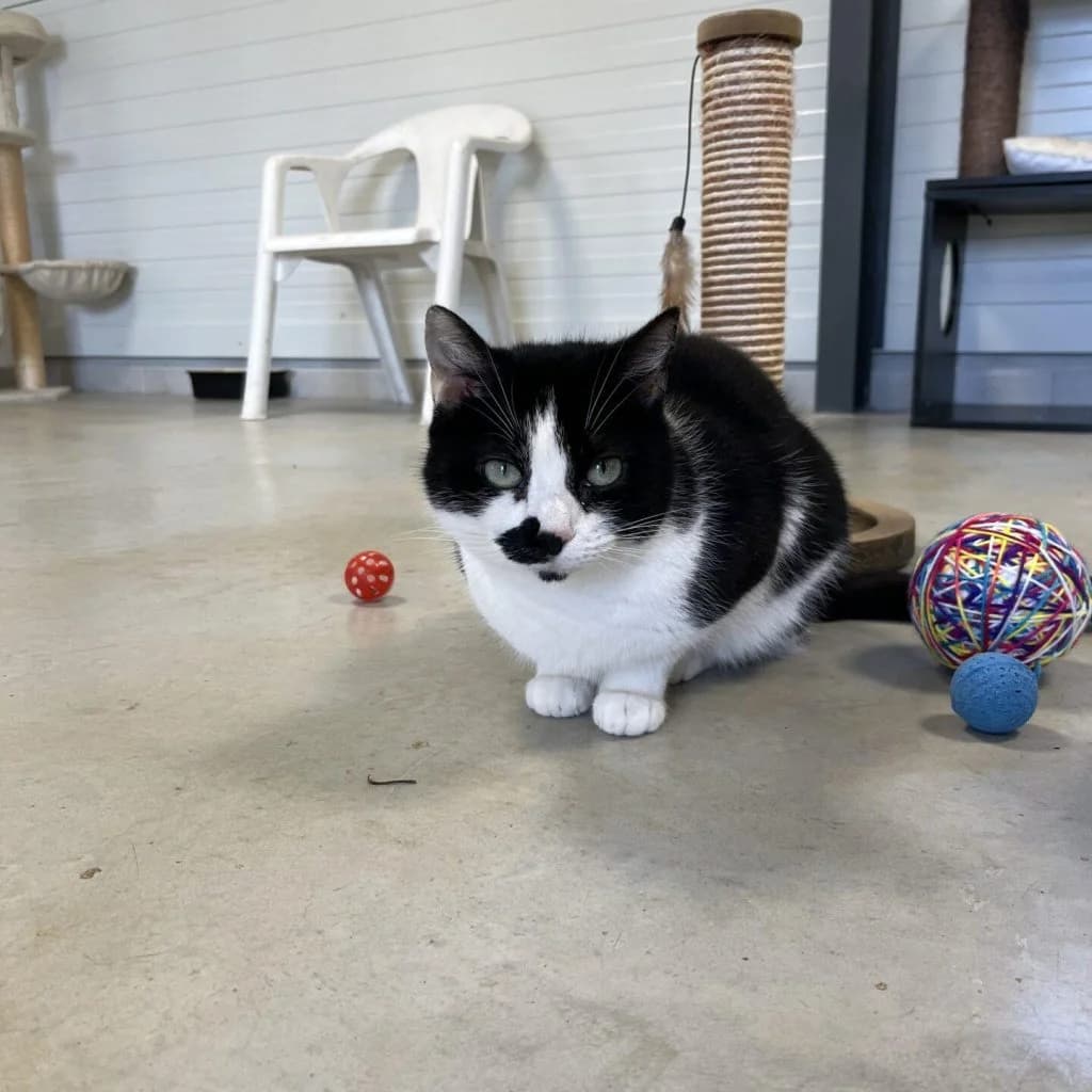 CELESTE, female Mixed Breed for adoption at Refuge Saint Roch (Valence), Valence — photo 5 of 11