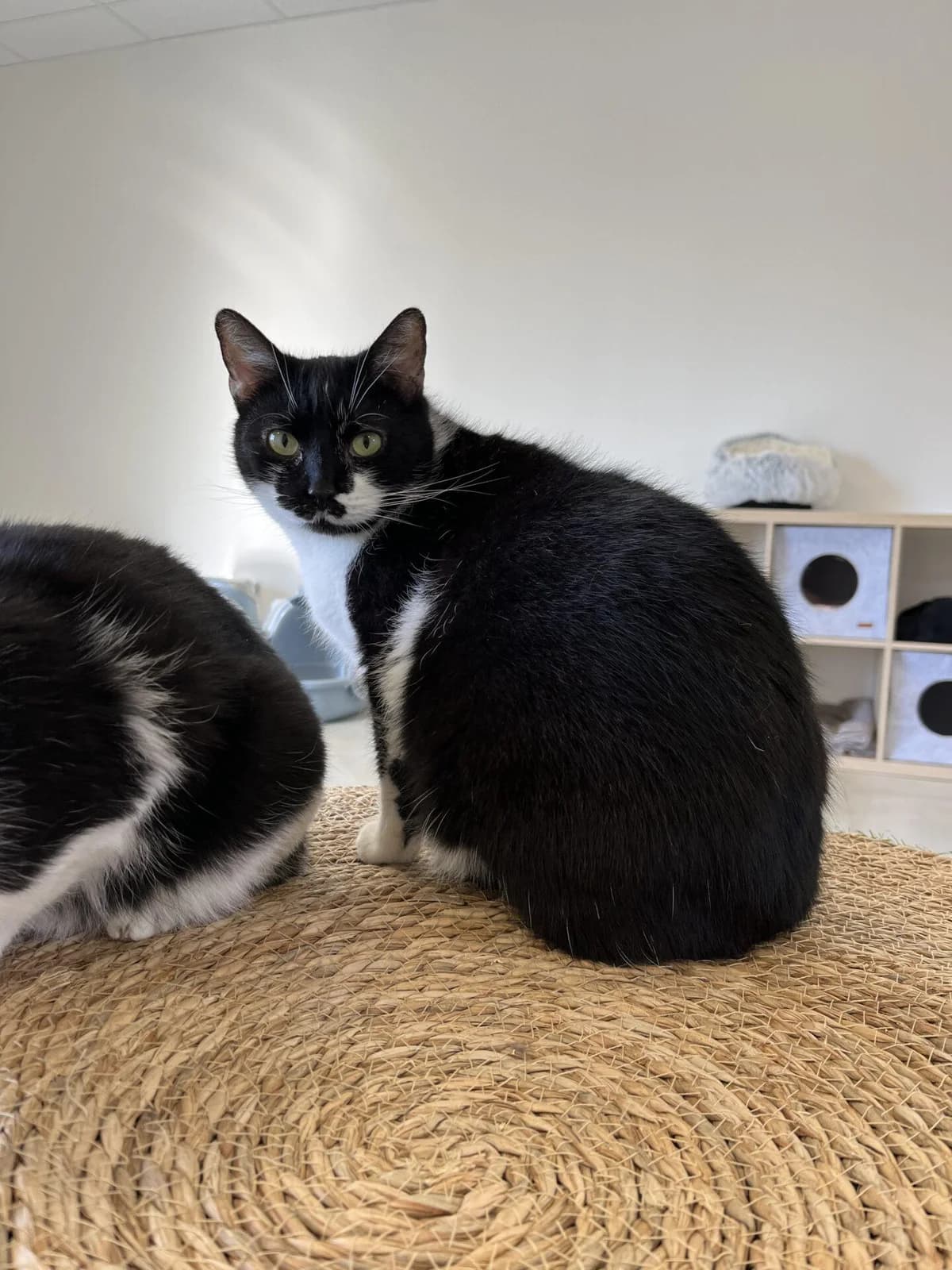 HOVE, female Mixed Breed for adoption at Refuge Saint Roch (Valence), Valence