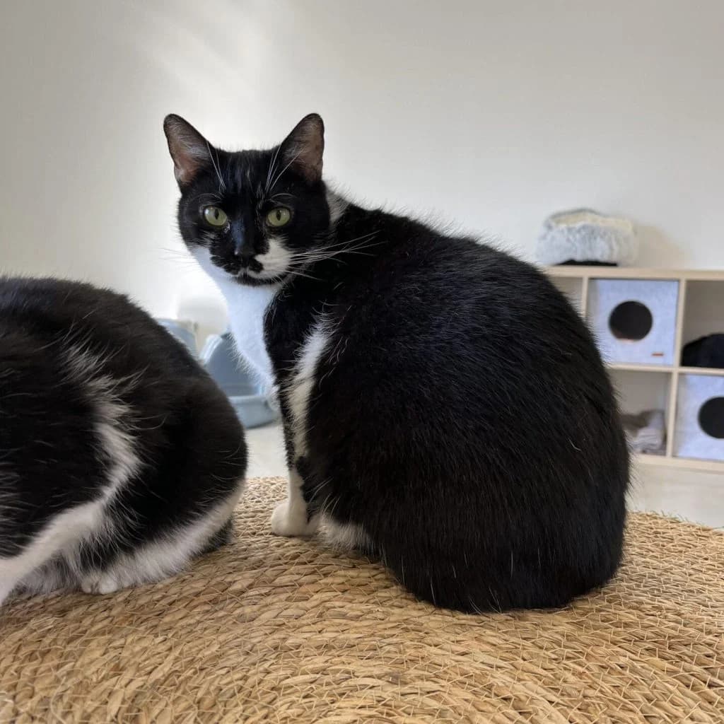 HOVE, female Mixed Breed for adoption at Refuge Saint Roch (Valence), Valence — photo 2 of 10