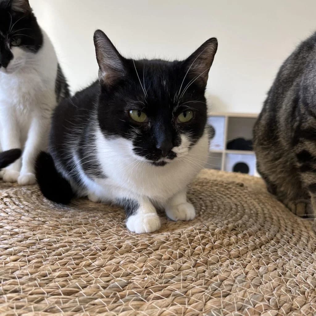 HOVE, female Mixed Breed for adoption at Refuge Saint Roch (Valence), Valence — photo 3 of 10