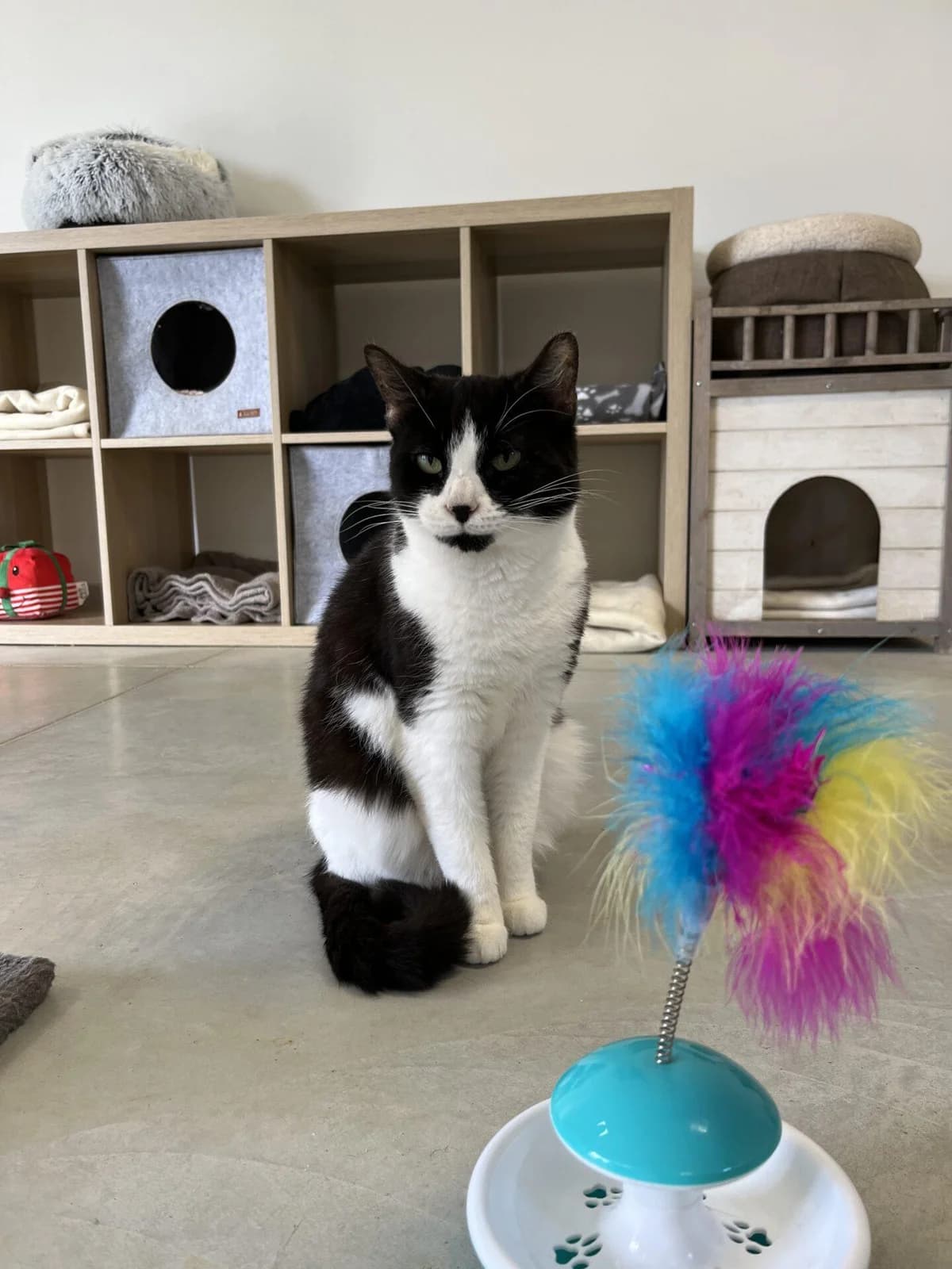 CHIBA, female Mixed Breed for adoption at Refuge Saint Roch (Valence), Valence