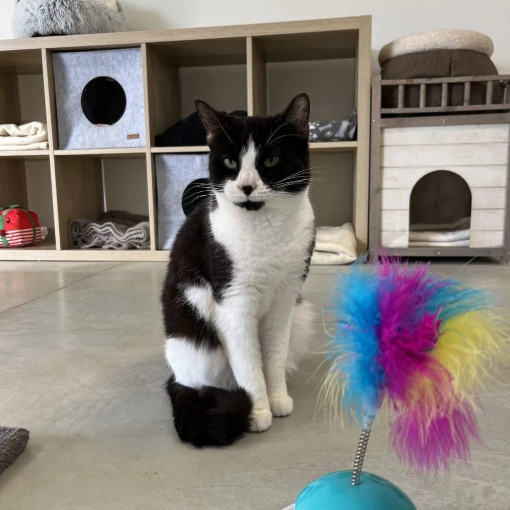 CHIBA, female Mixed Breed for adoption at Refuge Saint Roch (Valence), Valence — photo 2 of 9