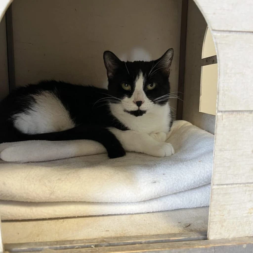 CHIBA, female Mixed Breed for adoption at Refuge Saint Roch (Valence), Valence — photo 3 of 9