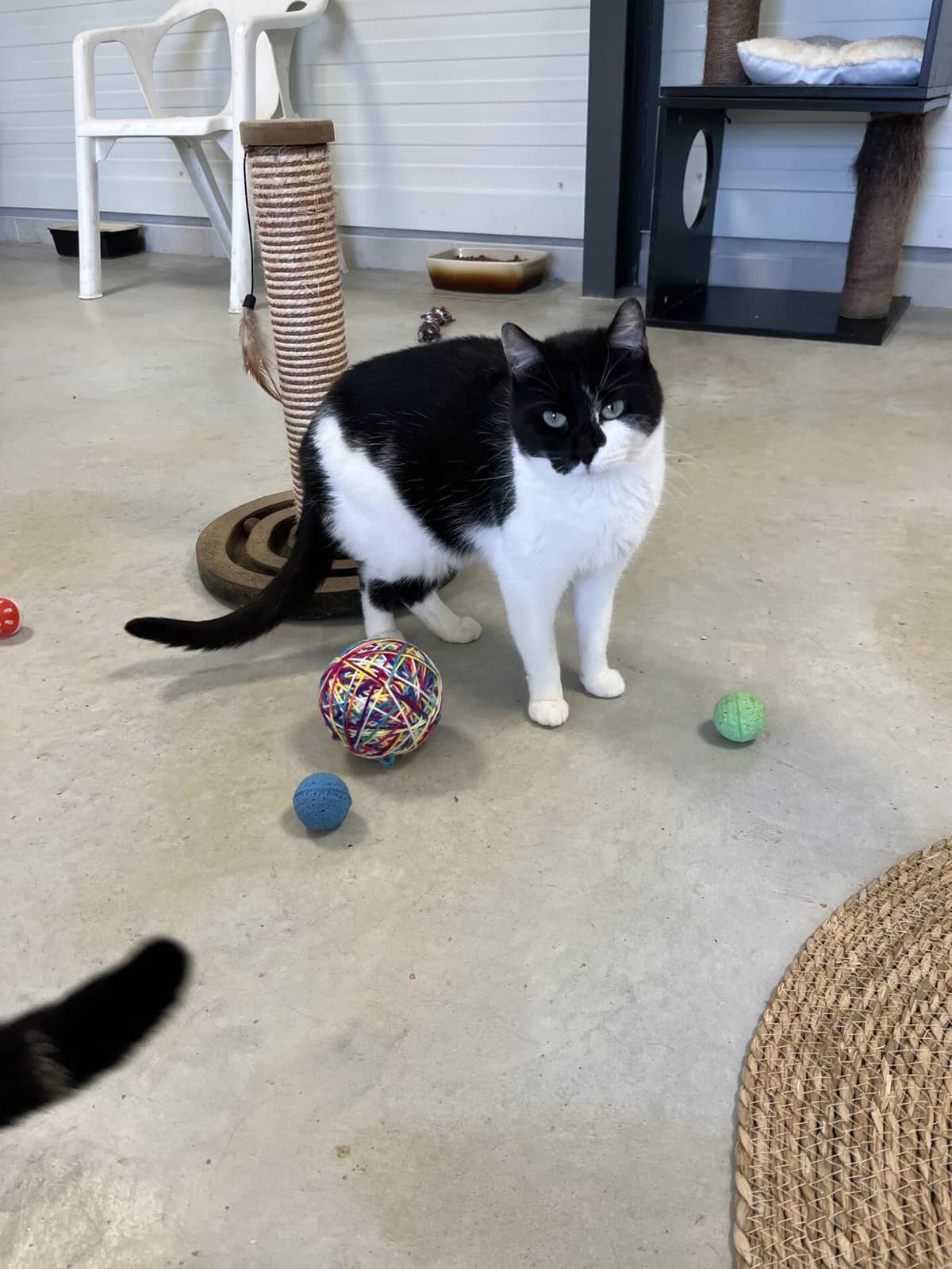 JANIS, female Mixed Breed for adoption at Refuge Saint Roch (Valence), Valence